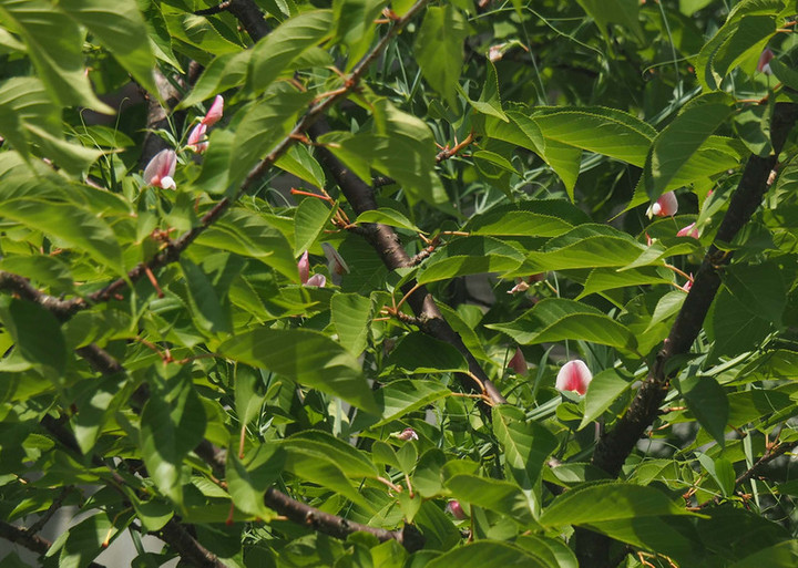 P5166527