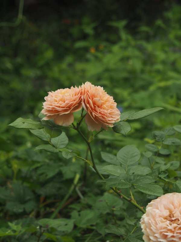 P5206572