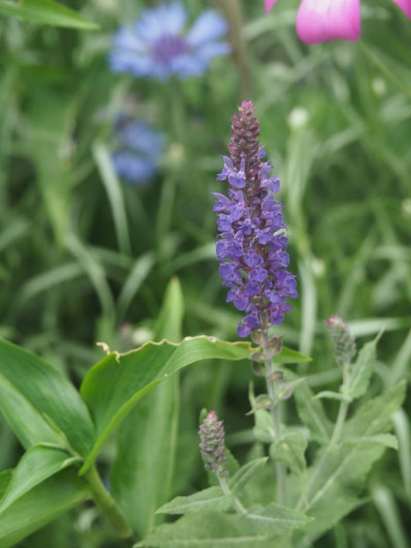 P5206580