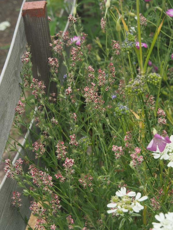 P5206589