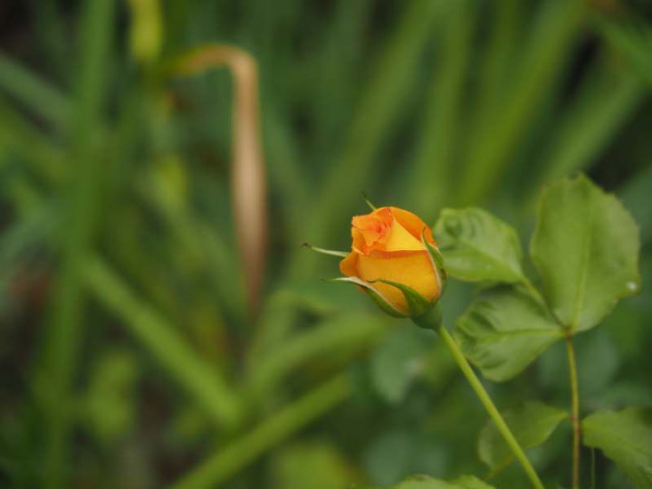 P5206593