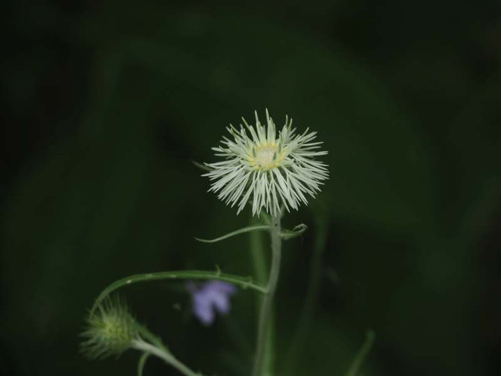 P5206596