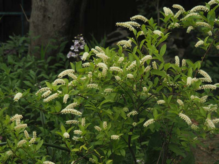 P5206599