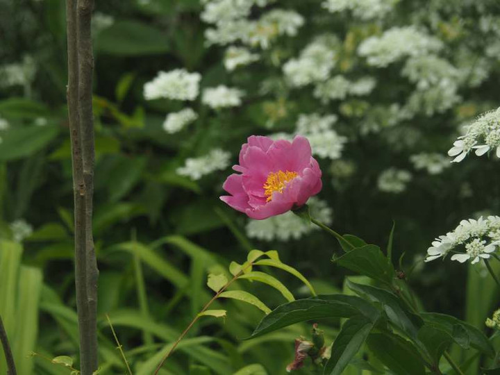 P5206600