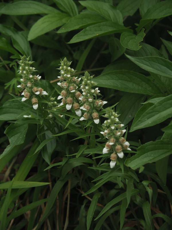P5206602