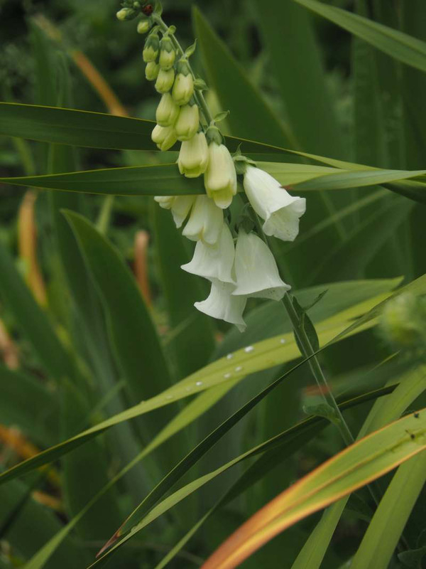 P5206603