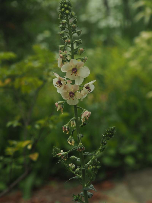 P5206608
