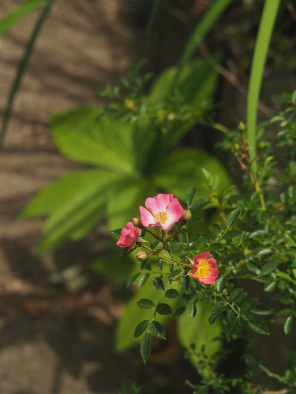 P5206611