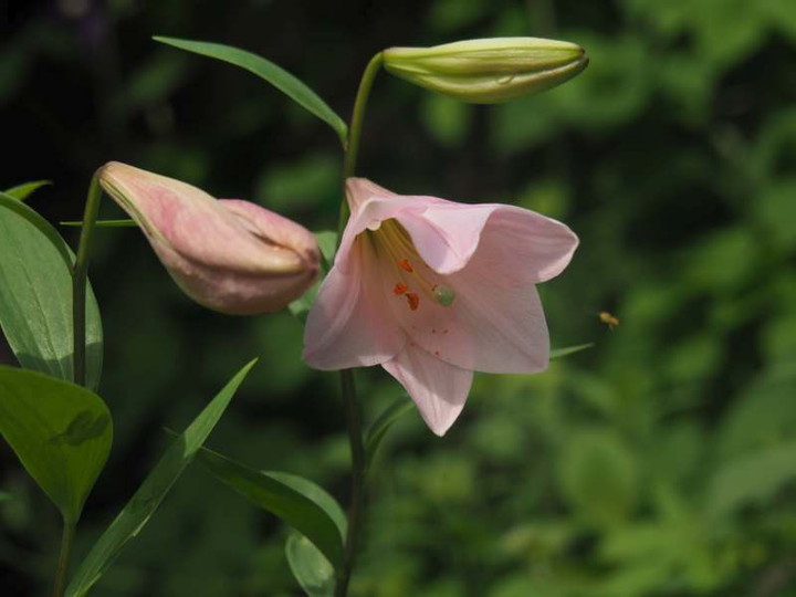 P5216616