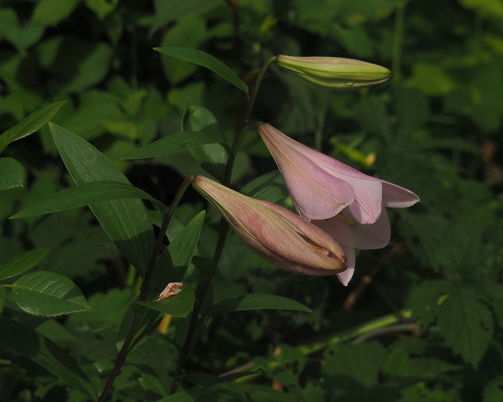 P5216617