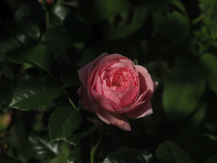 P5216631