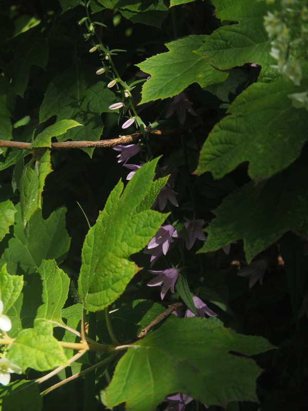 P5216635