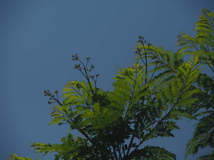 P5226652