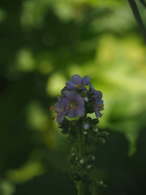 P5236673