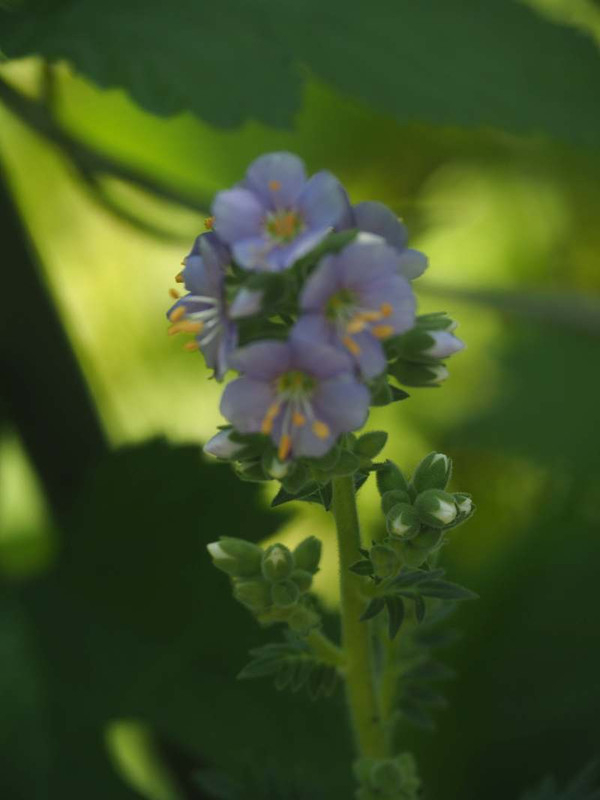 P5236674