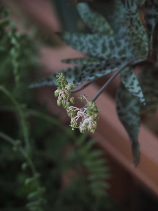 P5236675