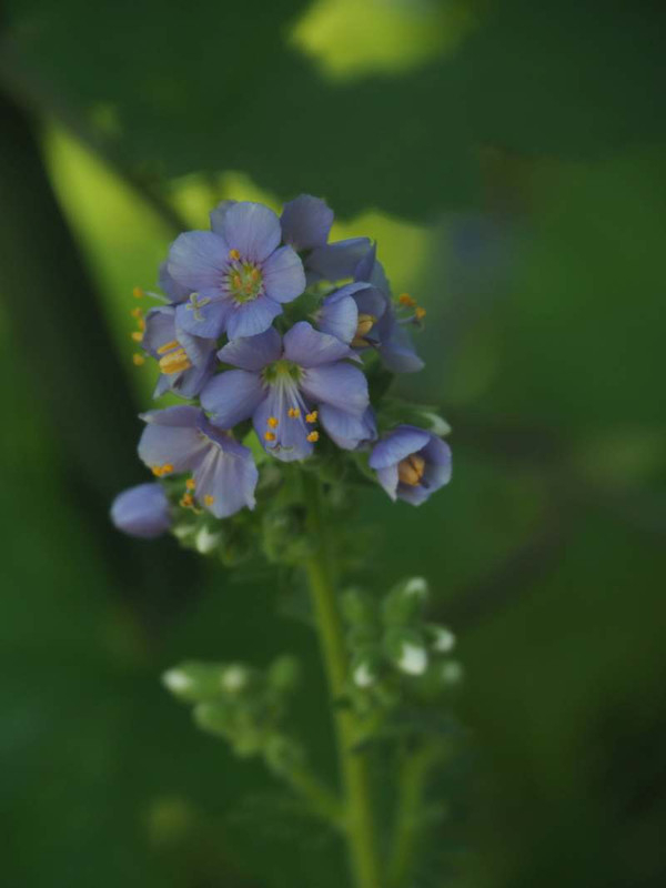 P5246683