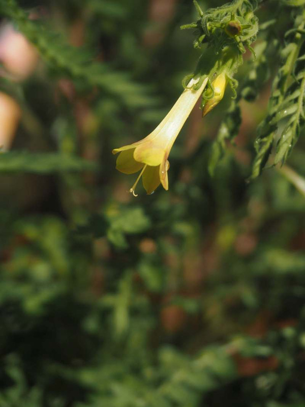 P5246689