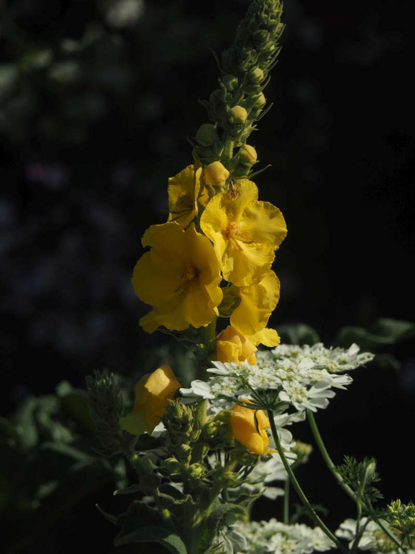 P5246695