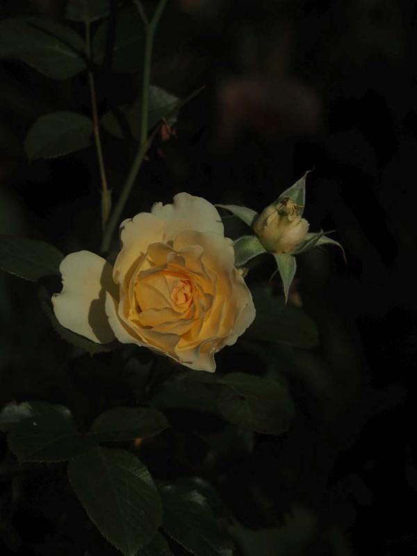 P5246701