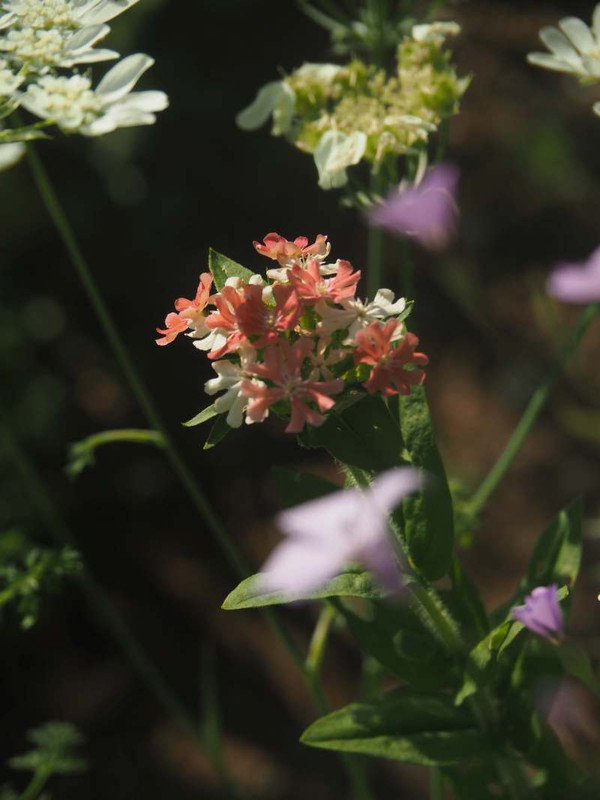 P5246702