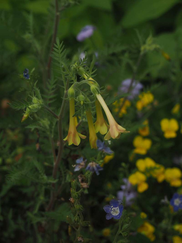 P5266967