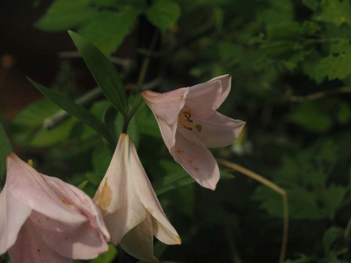 P5266969