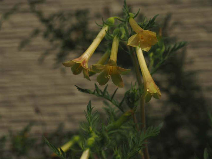 P5266972