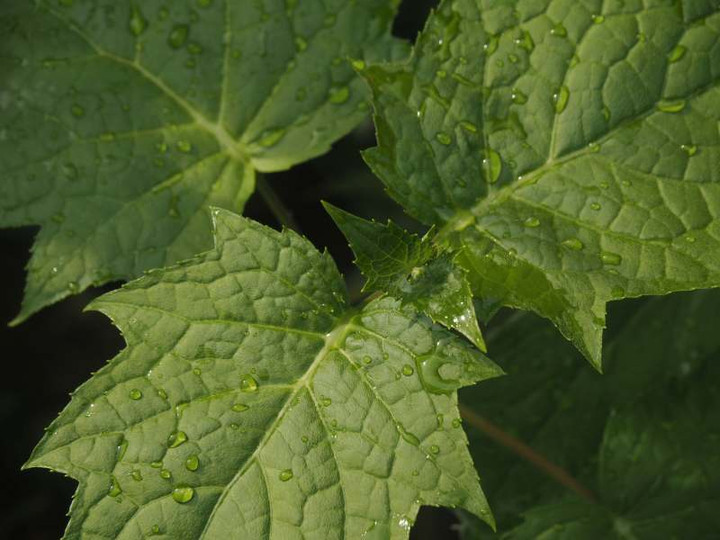 P5266976