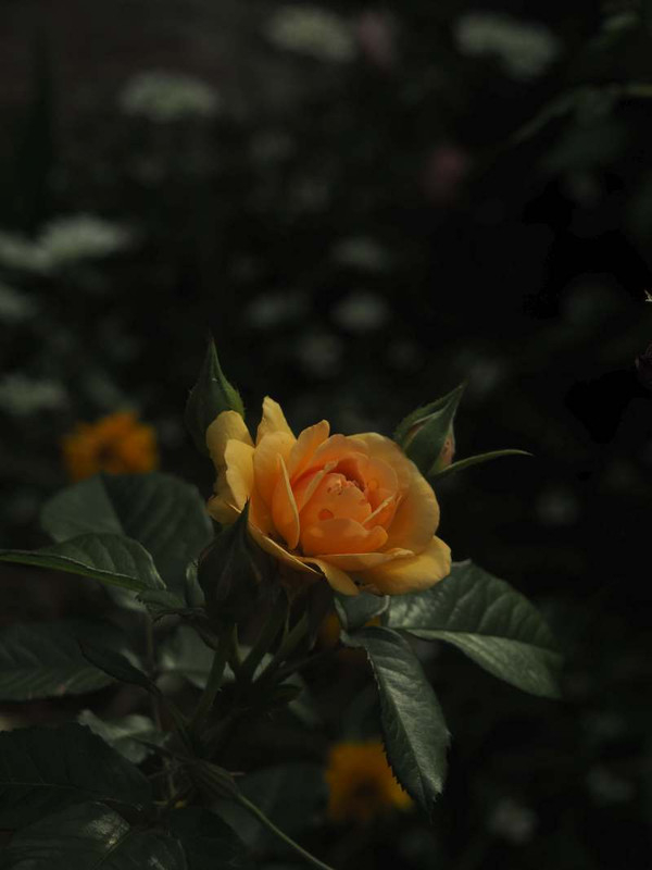 P5266980