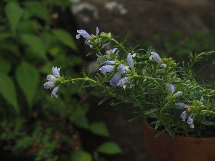 P5266990