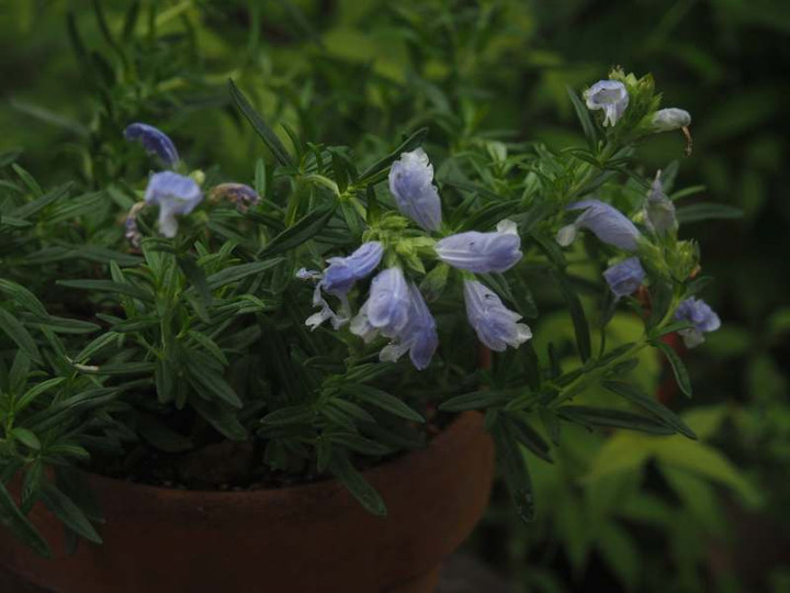 P5266991