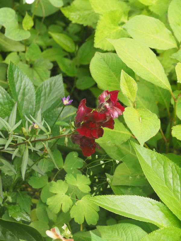 P5276998