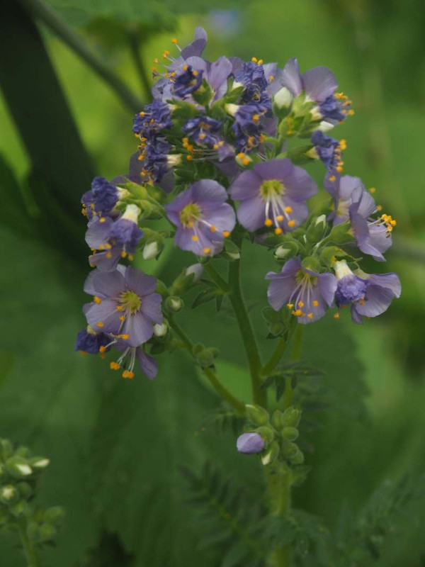 P5277001