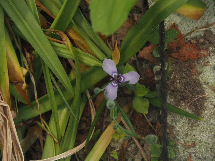 P5277007