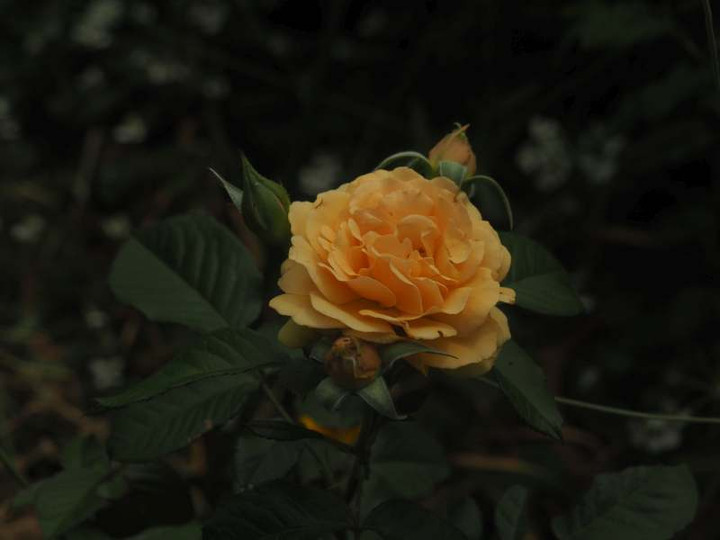 P5277009