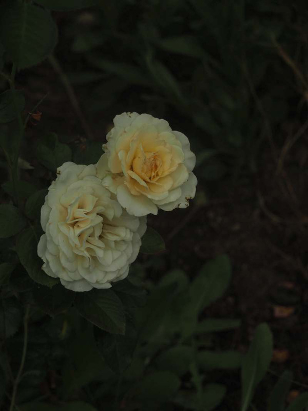 P5277011