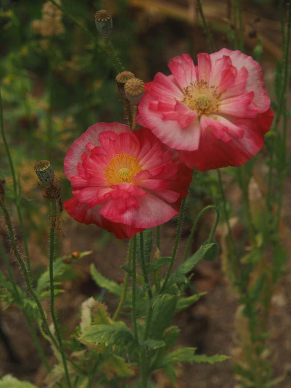 P5277012