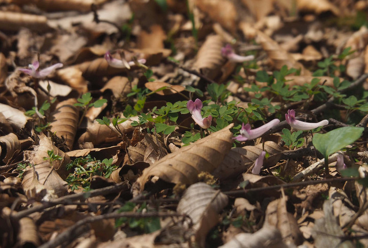 P5055967himeenngosaku