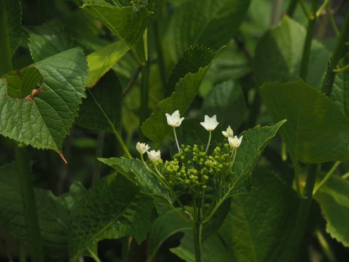 P5297023