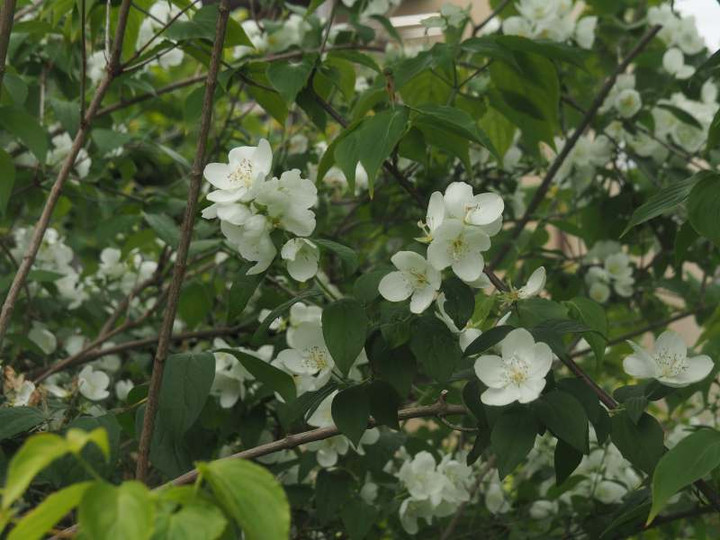 P5297024
