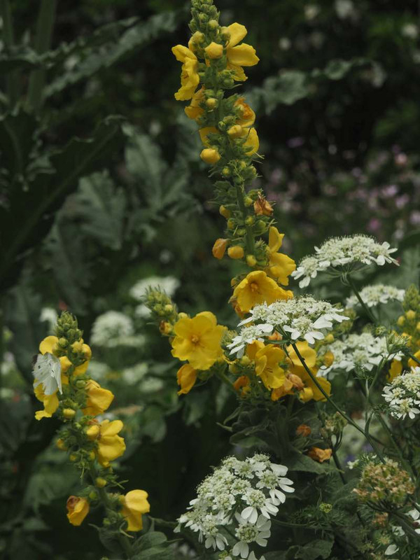 P5297026