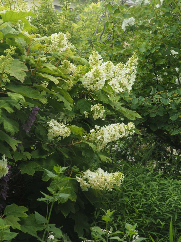 P5297031