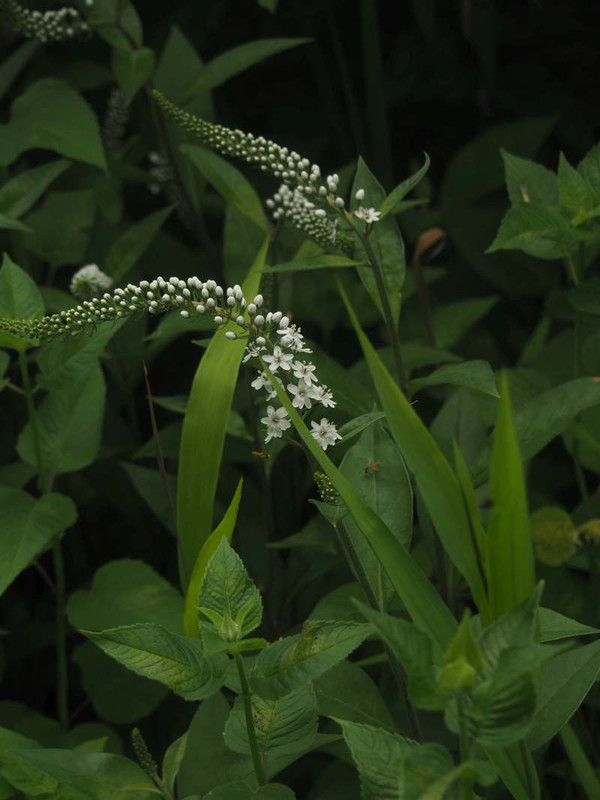P5297032