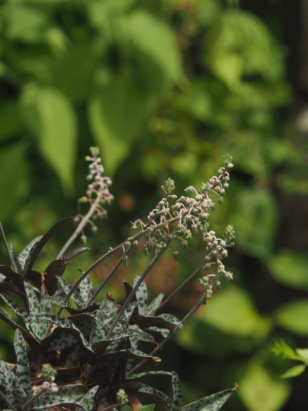 P5297038