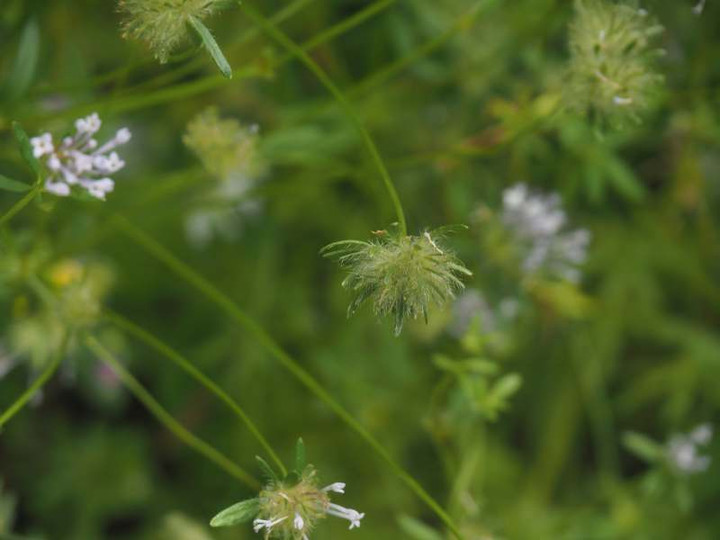 P5297041