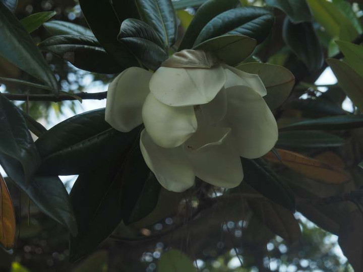 P5307045
