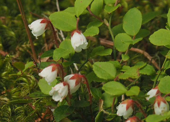 P6017104