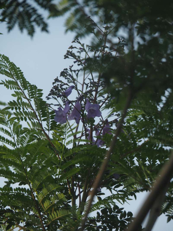 P6017290