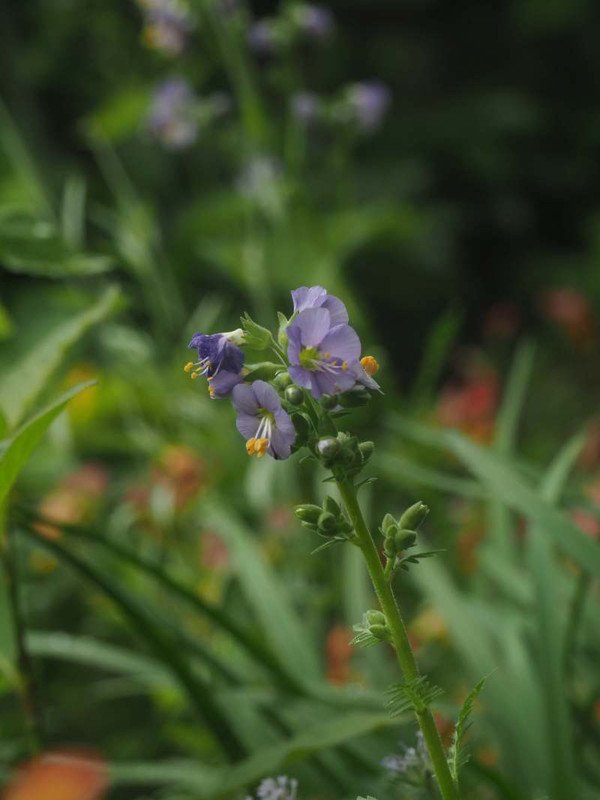 P6027295